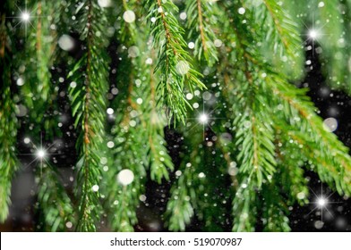 Christmas background. Branches of Christmas tree close up and the falling snow