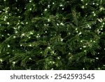 Christmas background. Close-up on fir branches with glowing garland.