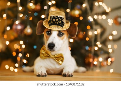 Christmas background with jack russell dog in party hat. New Year concept.
