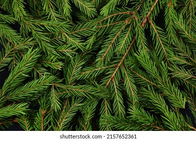 Christmas background made of purple fir branches is a New Year's background for posters, posters, invitations or postcards. - Powered by Shutterstock