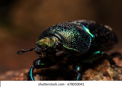 Christmas Beetle