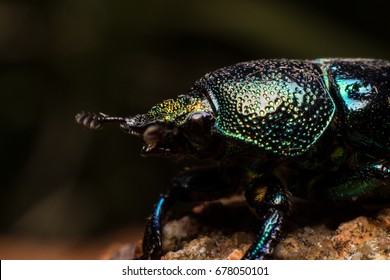 Christmas Beetle