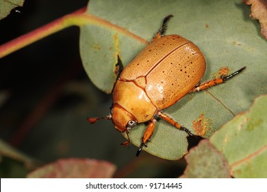 Christmas Beetle