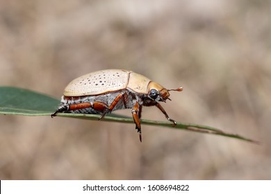 Christmas Beetle  On Eucalypt Leaf