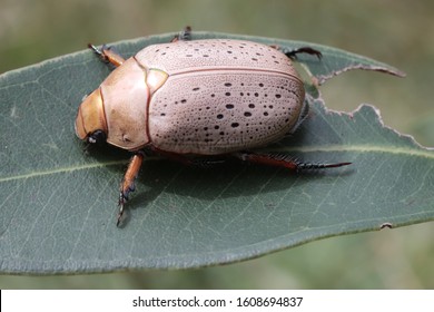 Christmas Beetle  On Eucalypt Leaf