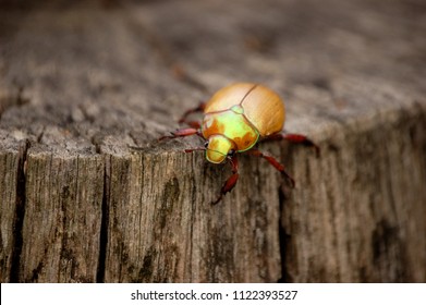 Christmas Beetle On Log - Australian