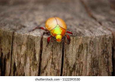 Christmas Beetle On Log - Australian