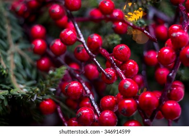 Christmas berries with pine 