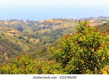 Christmas Berry Shrub In The Santa Monica Mountains In Southern California With Malibu And The Pacific Ocean In The Back.