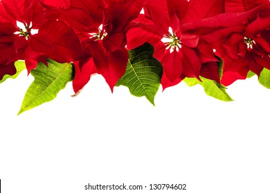 Christmas border of red poinsettia plants isolated on white background