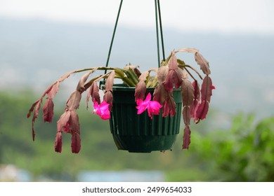 Christmas cactus flowers planted in a plastic hanging pot. - Powered by Shutterstock