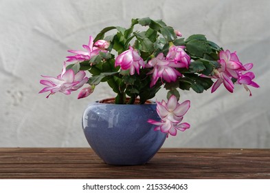 A Christmas Cactus In Lavish Blooms In A Blue Vase On A Wooden Table In Front Of A Plastered Wall Surface