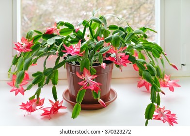 Christmas cactus (Schlumbergera) in pot on the windowsill - Powered by Shutterstock