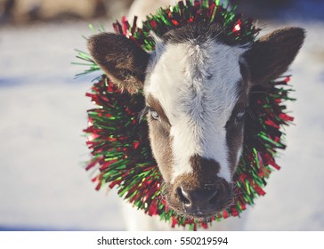 Christmas Cow Images Stock Photos Vectors Shutterstock