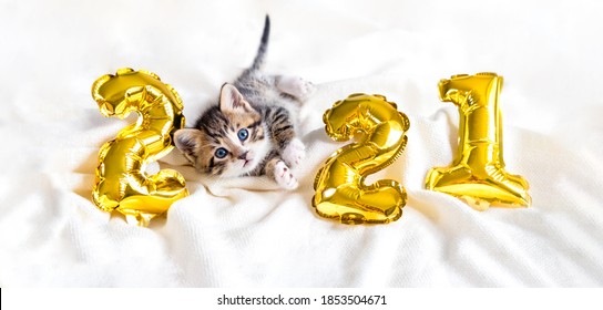 Christmas cat 2021. Kitty with gold foil balloons number 2021 new year. Striped kitten on Christmas festive white background. 