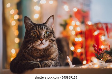 Christmas Cat