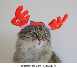 Christmas Cat With Antlers Deer