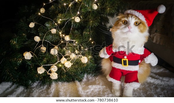 Chat De Noel En Costume De Photo De Stock Modifier Maintenant