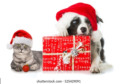 19,171 Cat dog holiday Images, Stock Photos & Vectors | Shutterstock