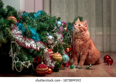 Christmas cat.. Funny ginger cat and christmas tree. Happy end. Cat playing with toy balls on tree and broke them. Fallen down tree. Cat portrait with eyes asking to forgive - Powered by Shutterstock