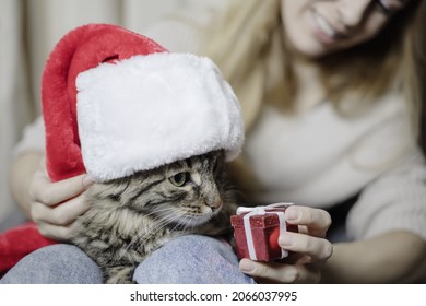 Christmas Cat. Gift For The Cat. Santa Cat Receives A Gift From The Hostess. Focus On The Cat's Face