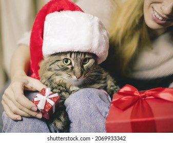 Christmas Cat. Gift For The Cat. Santa Cat Receives A Gift From The Hostess. Festive Mood. Serious Cat Santa