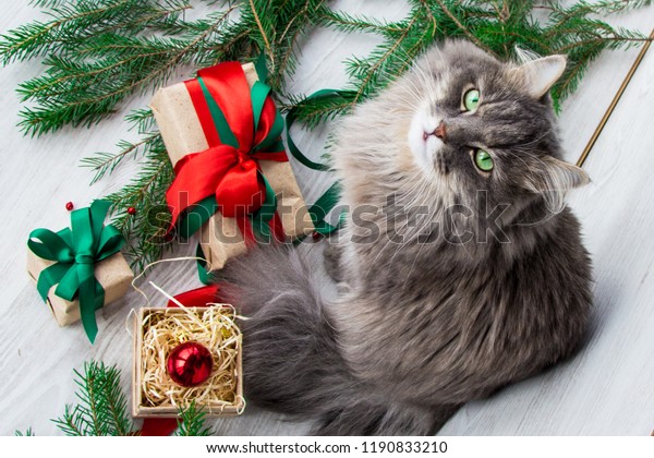 Christmas Cat Hat Stock Photo Edit Now 1190833210