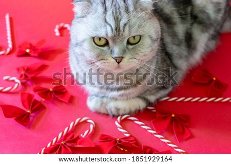 Similar – Cat playing a red ribbon on a floor. View from above