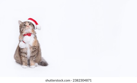 Christmas Cat on white background. Studio portrait of a ginger cat wearing Santa Claus xmas red cap looks up. Merry Christmas. Greeting card. Happy New Year 2025. Cat with Santa hat scarf. Copy space  - Powered by Shutterstock