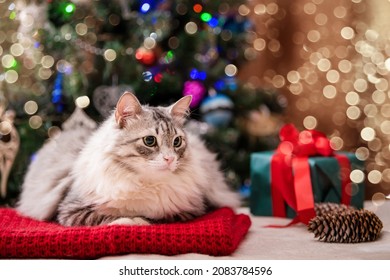 50,028 Funny christmas cats Images, Stock Photos & Vectors | Shutterstock