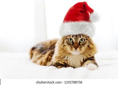 104,312 Christmas cats Images, Stock Photos & Vectors | Shutterstock