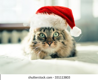 Christmas Cat In Red Santa Claus Hat