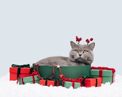 Christmas Cat With Reindeer Horns And Gift Boxes In The Snow On A Blue Background. British Cat On Winter Background. Happy New Year. Greeting Card. Copy Space. Symbol Of 2023 New Year.