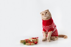 Christmas Cat Wearing A Red Knitted Sweater Sitting On White Background With Christmas Presents. Copy Space. Christmas Sale Banner, Greeting Card, Poster, Winter Holiday Shopping. Happy New Year 