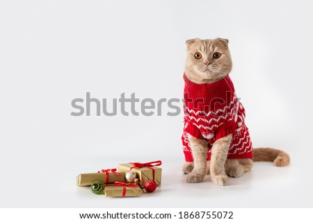 Christmas cat wearing a red knitted sweater sitting on white background with Christmas presents. Copy space for text. Christmas sale banner, greeting card, poster, winter holiday shopping