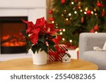 Christmas composition with poinsettia flower on table in living room. Closeup