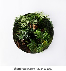 Christmas creative circle frame and the look of evergreen tree branches. The concept of a flat bed of nature.