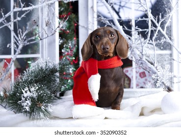 Christmas  dachshund puppy