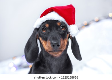 Christmas Dachshund Puppy Dog Wearing Santa Hat Sad Looking At The Camera