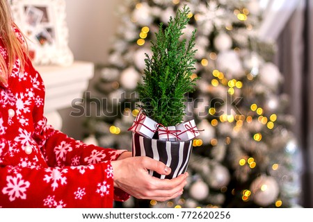 Christmas decor of a Christmas tree in a pot in female hands