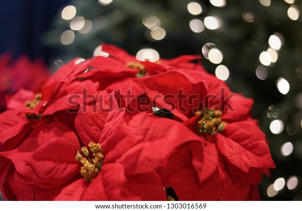 Christmas Decorations Poinsettias Christmas Trees Lights Stock