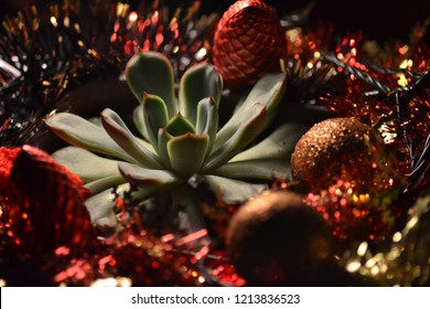 Christmas Decorations And Succulent 