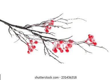 Christmas Decorative Snow Branch With Holly Berry. Isolated On White Background