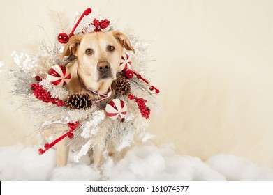 Christmas Dog