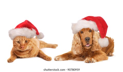 Christmas Dog and cat together, with Santa hat on the head, isolated on white background,