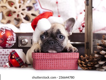 christmas dog - french bulldog wearing santa