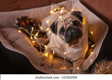 Christmas Dog With Garland In Bed On Christmas Holidays