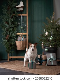 Christmas Dog. Jack Russell In A Festive Home Interior. Holidays With A Pet Near A New Year Tree