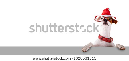Christmas dog looking up to blank space with red hat.Jack russell wear red glass and look up your advertisement 