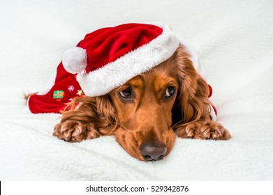 Christmas Dog In Red Christmas Santa Hat Isolated On White Background